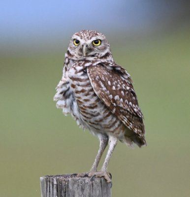 Adult Burrowing Owl