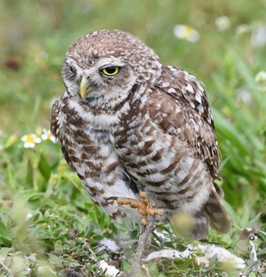 Adult Burrowing Owl