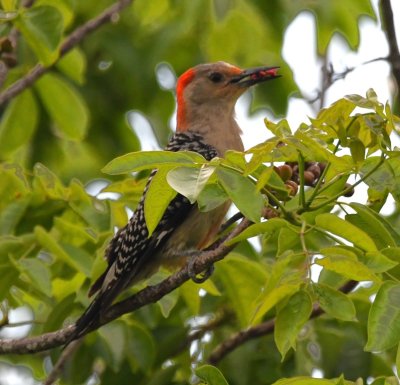 Red-bellied Woodpecker