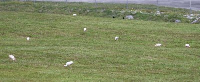 In the same park, we found a large group of White Ibis grazing in a field, along with a couple of Boat-tailed Grackles.