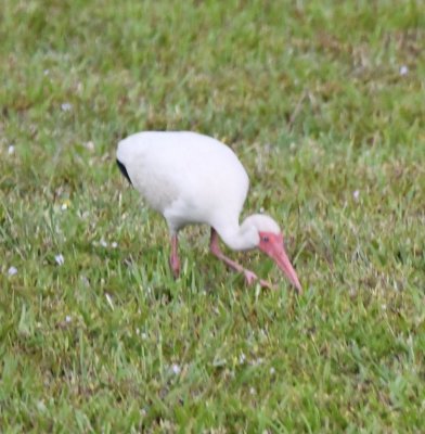 White Ibis
