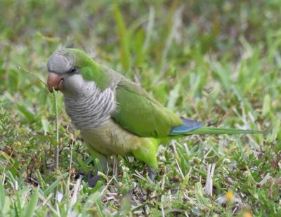 Monk Parakeet