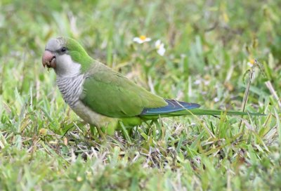 Monk Parakeet