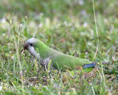 Monk Parakeet