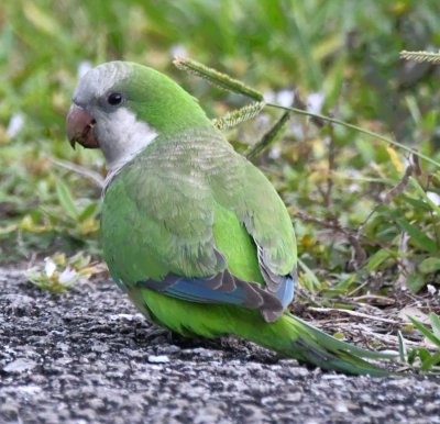 Monk Parakeet