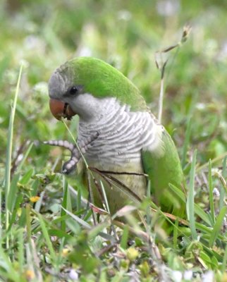 Monk Parakeet