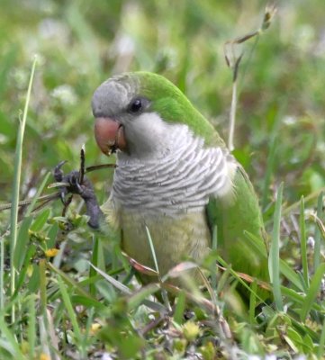 Monk Parakeet