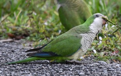 Monk Parakeet