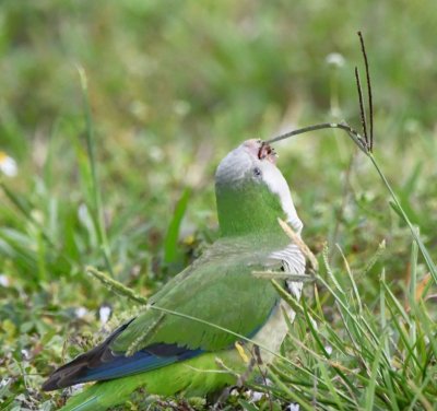 Monk Parakeet