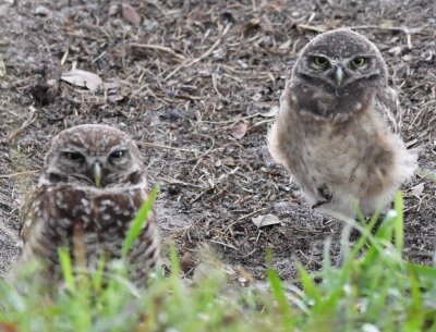 Young Burrowing Owls