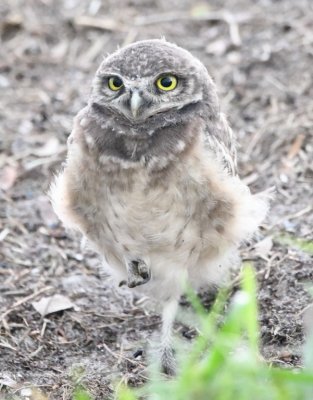 Young Burrowing Owl