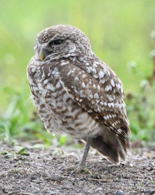 Adult Burrowing Owl