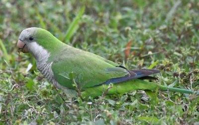 Monk Parakeet
