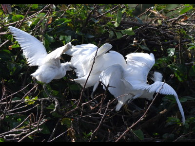Young Cattle Egrets were competing with each other for the parent's attention.