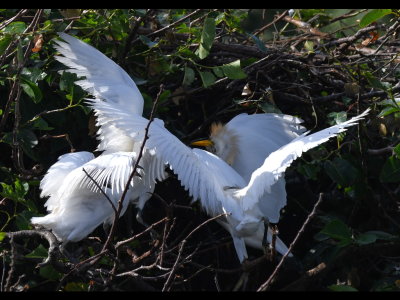 The adult Cattle Egret was mobbed by its chicks.