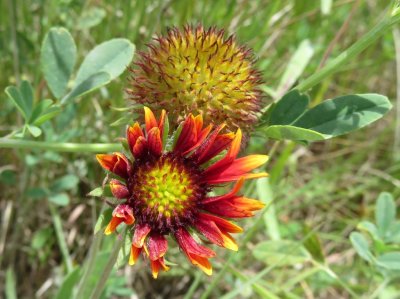 Gaillardia