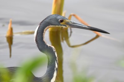 This  Tricolored Heron was creeping along near the edge of the water at the base of the dike.