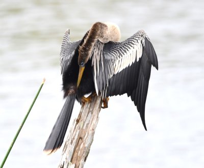 Anhinga preening