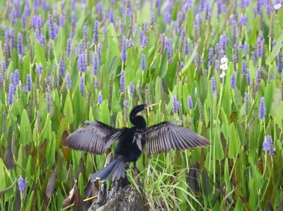 Anhinga before a field of pickerelweed