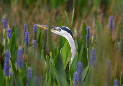 Great Blue Heron making its way through the pickerelweed