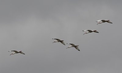 White Ibis in flight