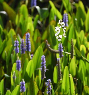 Duck Potato on a bed of pickerelweed