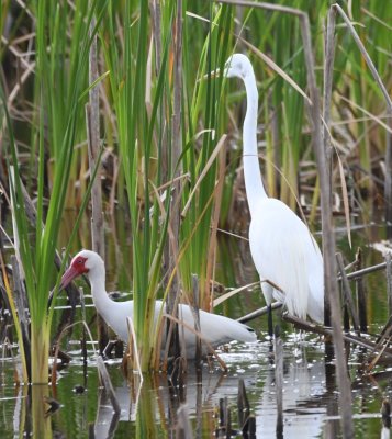 White Ibis and Great Egret