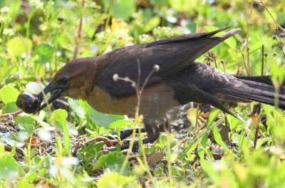 Female Boat-tailed Grackle with a snail