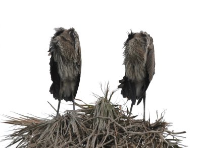 Two headless juvenile Great Blue Herons on their nest