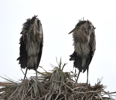 Juvenile Great Blue Herons show their heads