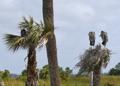 Anhinga nest on the left and Great Blue Heron nest on the right
