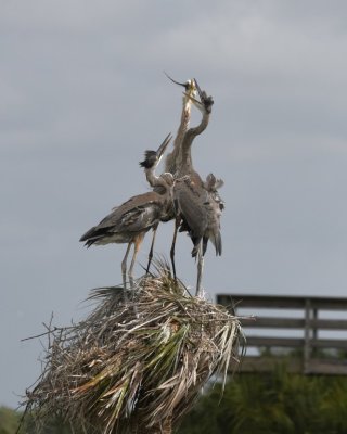 Adult Great Blue Heron with two juveniles at the nest