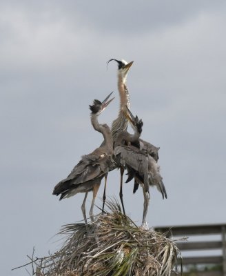Adult and juvenile Great Blue Herons