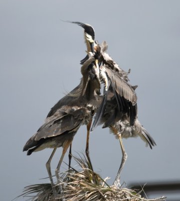 Adult Great Blue Heron feeding one of its demanding offspring