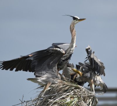 Juvenile Great Blue Herons fight over some food the parent has brought.