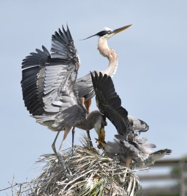 Juvenile Great Blue Herons wrestle with some morsel their parent has brought them.