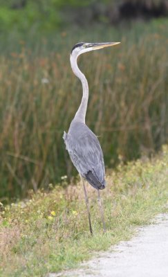 Great Blue Heron crossing the road in front of us