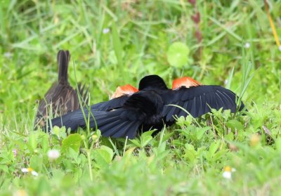 Male Red-winged Blackbird displaying to a female