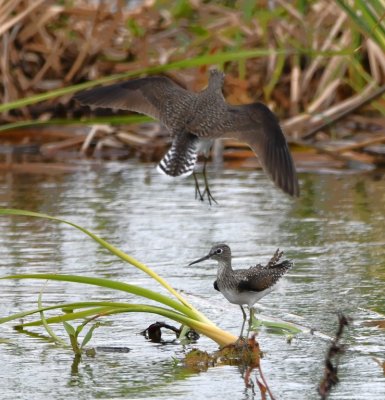 Two Solitary Sandpipers find each other at Viera Wetlands, FL
