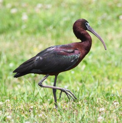 ...and some Glossy Ibis.