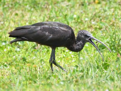 Immature Glossy Ibis on the median outside Viera Wetlands