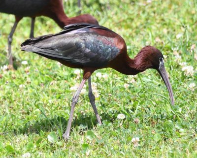 Glossy Ibis