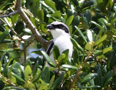 We also noticed this Loggerhead Shrike in a nearby tree across the street.