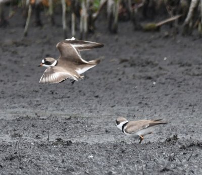 Semipalmated Plovers