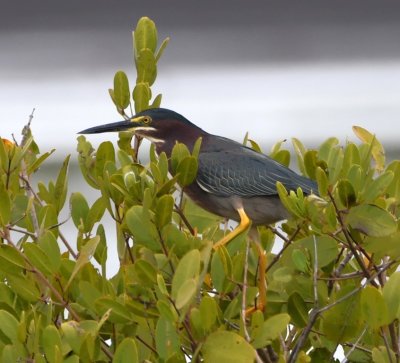 Green Heron in top of mangrove