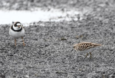 Semipalmated Plover and Least Sandpiper