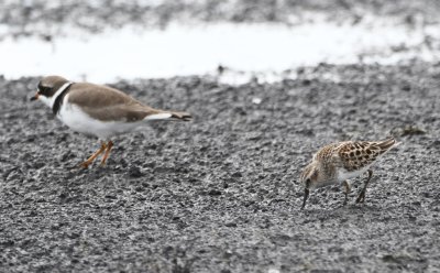 Semipalmated Plover and Least Sandpiper