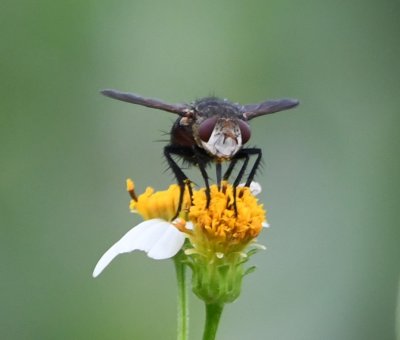 Interesting fly