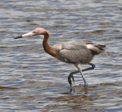 Reddish Egret dancing in shallow water off Black Point Drive