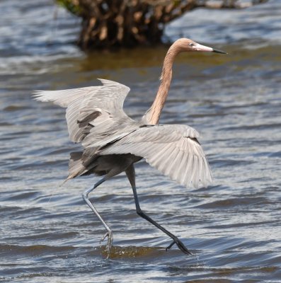 Reddish Egret dancing with spread wings
